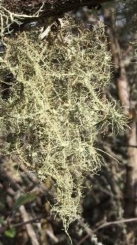 Usnea intermedia image