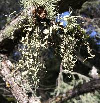 Ramalina leptocarpha image