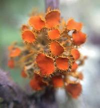Teloschistes chrysophthalmus image