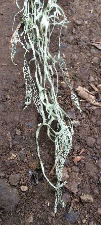 Ramalina menziesii image