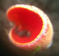 Sarcoscypha coccinea image