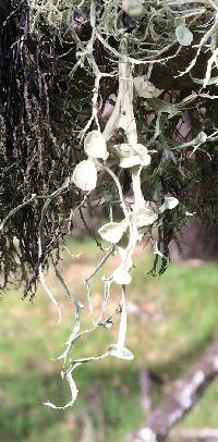 Ramalina leptocarpha image