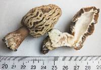 Morchella rufobrunnea image