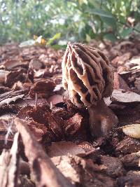 Morchella rufobrunnea image