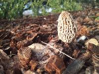 Morchella rufobrunnea image