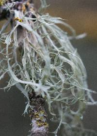 Ramalina leptocarpha image