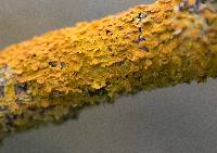 Xanthoria parietina var. parietina image