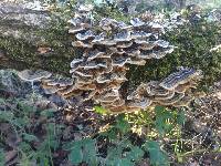 Trametes versicolor image