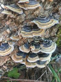 Trametes versicolor image