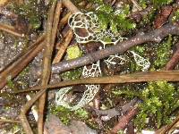 Ramalina menziesii image