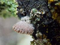 Schizophyllum commune image