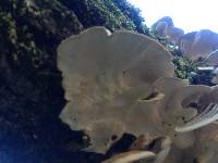 Trametes versicolor image