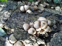 Lycoperdon pyriforme image