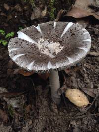 Amanita vaginata image