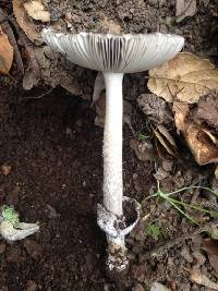 Amanita vaginata image