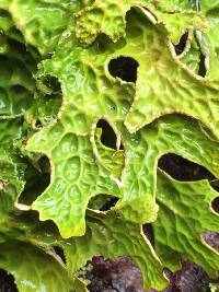 Lobaria pulmonaria image