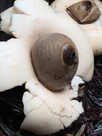 Geastrum saccatum image