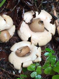 Geastrum saccatum image