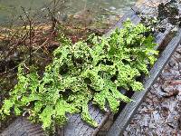 Lobaria pulmonaria image