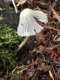 Image of Coprinellus impatiens