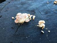 Schizophyllum commune image