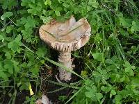 Amanita velosa image