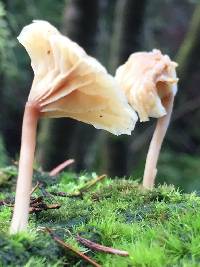 Lichenomphalia umbellifera image