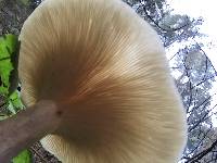 Clitocybe nebularis image