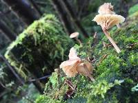 Lichenomphalia umbellifera image