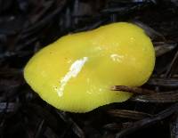 Hygrocybe chlorophana image