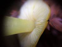 Hygrocybe chlorophana image