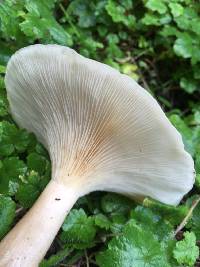 Clitocybe nebularis image