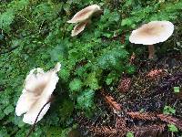 Clitocybe nebularis image