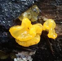 Tremella aurantia image