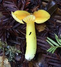 Hygrocybe chlorophana image