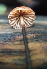 Image of Marasmius androsaceus