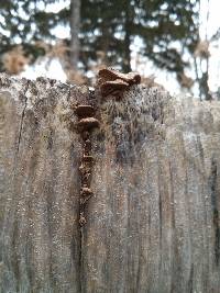 Trametes versicolor image