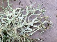 Ramalina farinacea image