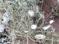 Usnea intermedia image