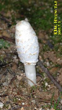 Coprinopsis atramentaria image