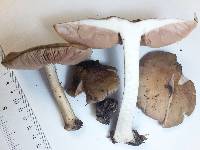 Pluteus cervinus image