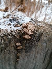 Trametes versicolor image