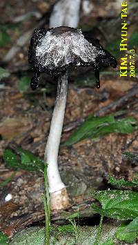 Coprinopsis atramentaria image