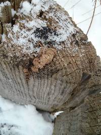 Trametes versicolor image