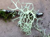 Ramalina farinacea image