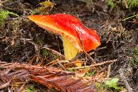 Hygrocybe laetissima image