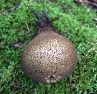 Lycoperdon umbrinum image