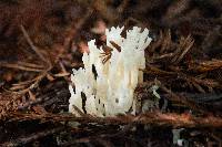 Clavulina coralloides image