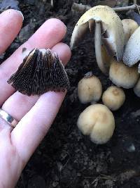 Coprinellus micaceus image