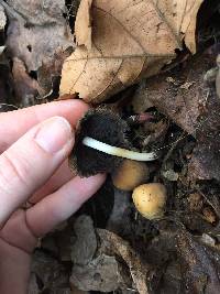 Coprinellus micaceus image